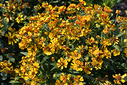Salud Golden Sneezeweed (Helenium autumnale 'Balsaluglo') at Mainescape Nursery