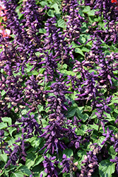 Vista Purple Sage (Salvia splendens 'PAS3292') at Mainescape Nursery