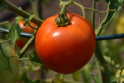 Better Boy Tomato (Solanum lycopersicum 'Better Boy') at Mainescape Nursery