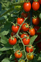 Grape Tomato (Generic) (Solanum lycopersicum 'Grape') at Mainescape Nursery