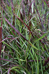 Cheyenne Sky Switch Grass (Panicum virgatum 'Cheyenne Sky') at Mainescape Nursery
