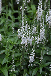 White Wands Speedwell (Veronica 'White Wands') at Mainescape Nursery