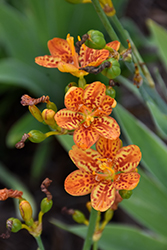 Freckle Face Blackberry Lily (Belamcanda chinensis 'Freckle Face') at Mainescape Nursery