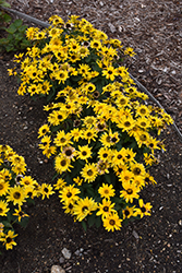 Tuscan Gold False Sunflower (Heliopsis helianthoides 'Inhelsodor') at Mainescape Nursery
