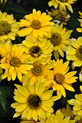 Tuscan Gold False Sunflower (Heliopsis helianthoides 'Inhelsodor') at Mainescape Nursery