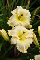 Marquee Moon Daylily (Hemerocallis 'Marquee Moon') at Mainescape Nursery