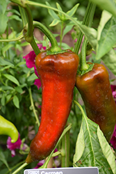 Carmen Sweet Pepper (Capsicum annuum 'Carmen') at Mainescape Nursery