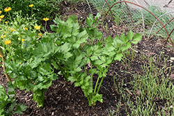 Celery (Apium graveolens) at Mainescape Nursery