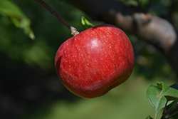 Wolf River Apple (Malus 'Wolf River') at Mainescape Nursery