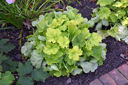 Northern Exposure Lime Coral Bells (Heuchera 'TNHEUNEL') at Mainescape Nursery