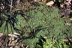 Elfin Creeping Thyme (Thymus praecox 'Elfin') at Mainescape Nursery