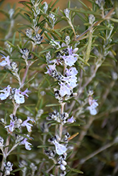Tuscan Blue Rosemary (Rosmarinus officinalis 'Tuscan Blue') at Mainescape Nursery