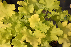 Lime Marmalade Coral Bells (Heuchera 'Lime Marmalade') at Mainescape Nursery