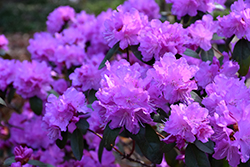 P.J.M. Elite Rhododendron (Rhododendron 'P.J.M. Elite') at Mainescape Nursery