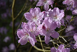 Royal Azalea (Rhododendron schlippenbachii) at Mainescape Nursery