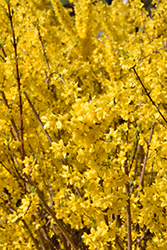 Magical Gold Forsythia (Forsythia x intermedia 'Kolgold') at Mainescape Nursery