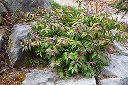 Coast Fetterbush (Leucothoe axillaris) at Mainescape Nursery