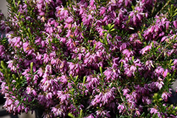Springwood Pink Heath (Erica carnea 'Springwood Pink') at Mainescape Nursery