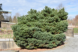 Blue Shag White Pine (Pinus strobus 'Blue Shag') at Mainescape Nursery