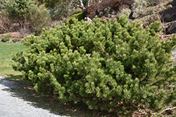 Compact Mugo Pine (Pinus mugo 'var. mughus') at Mainescape Nursery