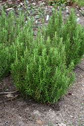 Barbeque Rosemary (Rosmarinus officinalis 'Barbeque') at Mainescape Nursery