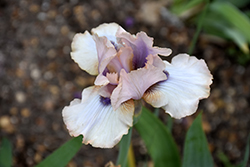 Concertina Iris (Iris 'Concertina') at Mainescape Nursery