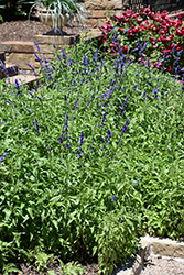 Victoria Blue Salvia (Salvia farinacea 'Victoria Blue') at Mainescape Nursery