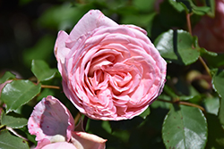 Savannah Sunbelt Rose (Rosa 'KORvioros') at Mainescape Nursery