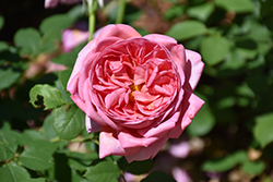 Boscobel Rose (Rosa 'Boscobel') at Mainescape Nursery