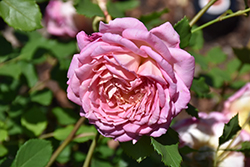 Brother Cadfael Rose (Rosa 'Ausglobe') at Mainescape Nursery
