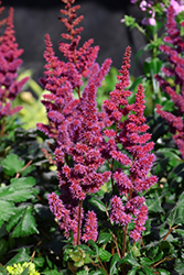 Visions in Red Chinese Astilbe (Astilbe chinensis 'Visions in Red') at Mainescape Nursery