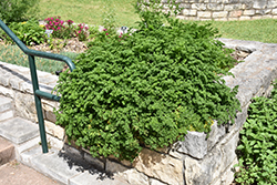 Parsley (Petroselinum crispum) at Mainescape Nursery
