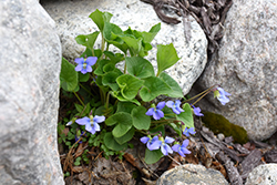 Wooly Blue Violet (Viola sororia) at Mainescape Nursery