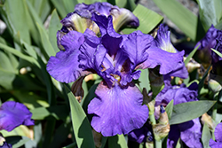 His Royal Highness Bearded Iris (Iris 'His Royal Highness') at Mainescape Nursery