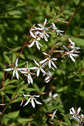 Bowman's Root (Gillenia trifoliata) at Mainescape Nursery