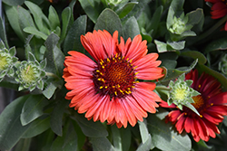 Spintop Red Blanket Flower (Gaillardia aristata 'Spintop Red') at Mainescape Nursery