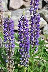 Blue Lupine (Lupinus perennis 'Blue') at Mainescape Nursery