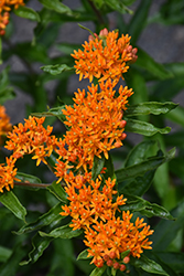 Butterfly Weed (Asclepias tuberosa) at Mainescape Nursery