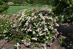 Shirobana Spirea (Spiraea japonica 'Shirobana') at Mainescape Nursery