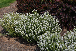 Snow Hill Sage (Salvia x sylvestris 'Snow Hill') at Mainescape Nursery