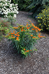 Gay Butterflies Butterfly Weed (Asclepias tuberosa 'Gay Butterflies') at Mainescape Nursery