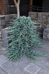 Blue Rug Juniper (Juniperus horizontalis 'Wiltonii') at Mainescape Nursery
