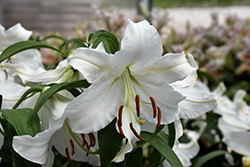 Casa Blanca Lily (Lilium 'Casa Blanca') at Mainescape Nursery
