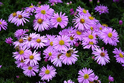 Woods Pink Aster (Aster 'Woods Pink') at Mainescape Nursery