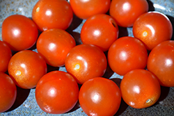 Sweet 100 Tomato (Solanum lycopersicum 'Sweet 100') at Mainescape Nursery