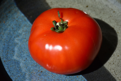 Bush Early Girl Tomato (Solanum lycopersicum 'Bush Early Girl') at Mainescape Nursery