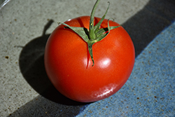 Early Girl Tomato (Solanum lycopersicum 'Early Girl') at Mainescape Nursery