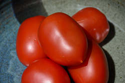 Roma Tomato (Solanum lycopersicum 'Roma') at Mainescape Nursery