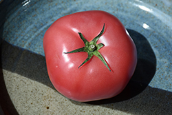Brandywine Pink Tomato (Solanum lycopersicum 'Brandywine Pink') at Mainescape Nursery