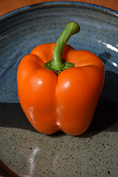 Orange Bell Pepper (Capsicum annuum 'Orange Bell') at Mainescape Nursery